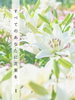 【ハイファンタジー】【ローファンタジー】すべてのあなたに花束を 1