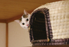 【詩歌】【その他】ポストカード_へちま(猫)ちぐらからチラッ(写真のみ)