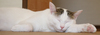 【詩歌】【その他】しおり_へちま(猫)腕のせ(写真のみ)