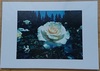 【グッズ】【詩歌】薔薇のPhoto Card