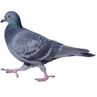 【グッズ】【ノンフィクション】鳩のアクリルキーホルダーA