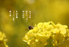 【詩歌】【その他】ポストカード_ハチと菜の花