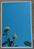 【グッズ】【詩歌】青空と薔薇のポストカード