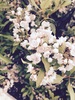 【百合】Flower