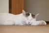 【詩歌】【その他】ポストカード_へちま(猫)腕のせ(写真のみ)