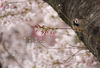 【詩歌】【その他】ポストカード_桜とすずめ